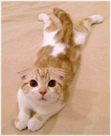 scottish fold 1 0 votes1 vote0 vote0 votes1 vote0 voteVoir l\u0027image en grand